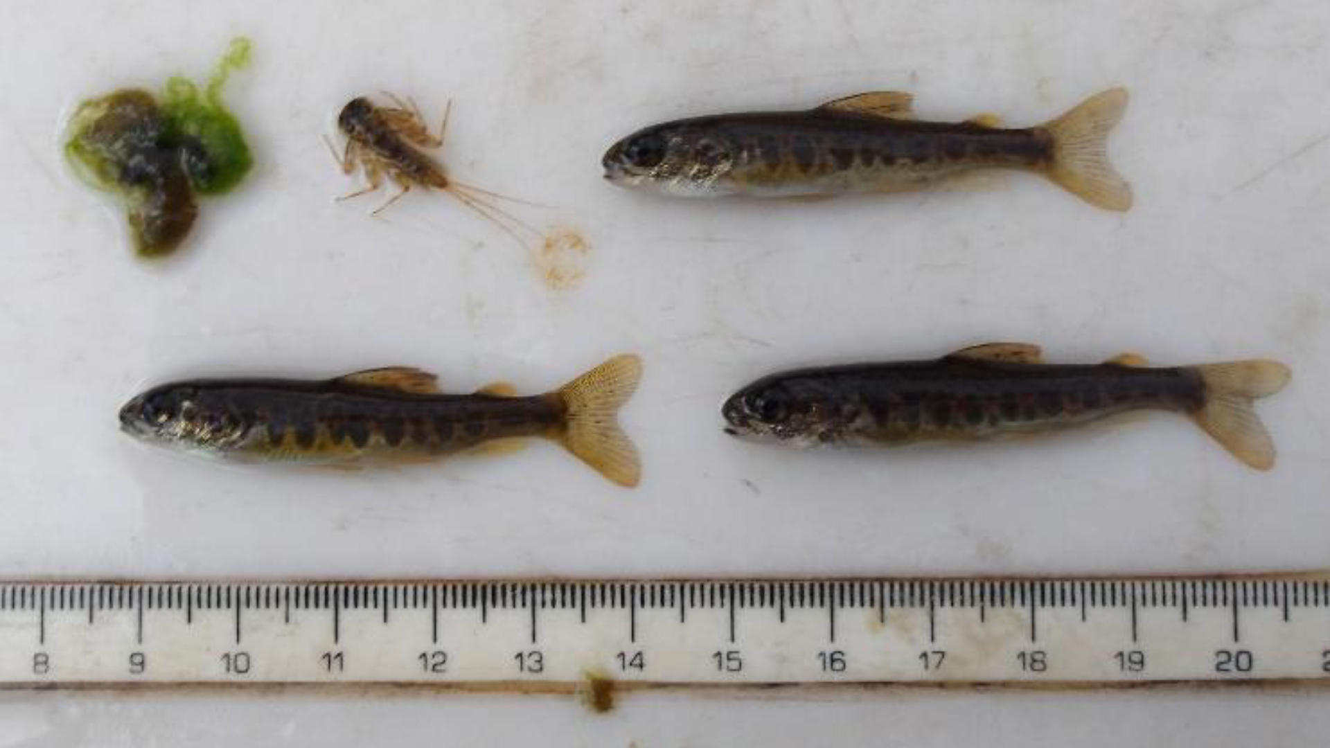 note lightly sedated (2)