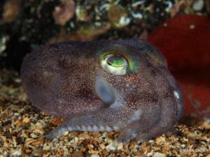 Bobtail squid 1