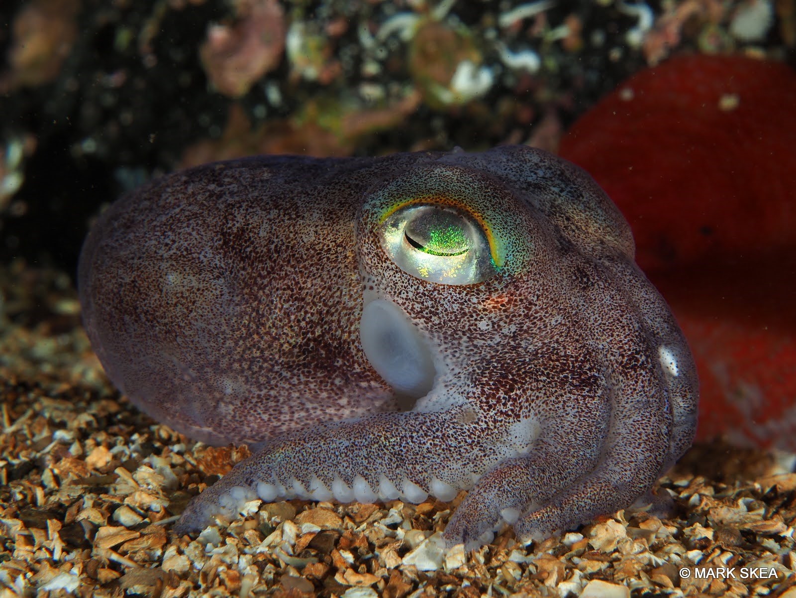 Bobtail squid 1