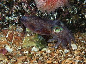 Bobtail squid 2