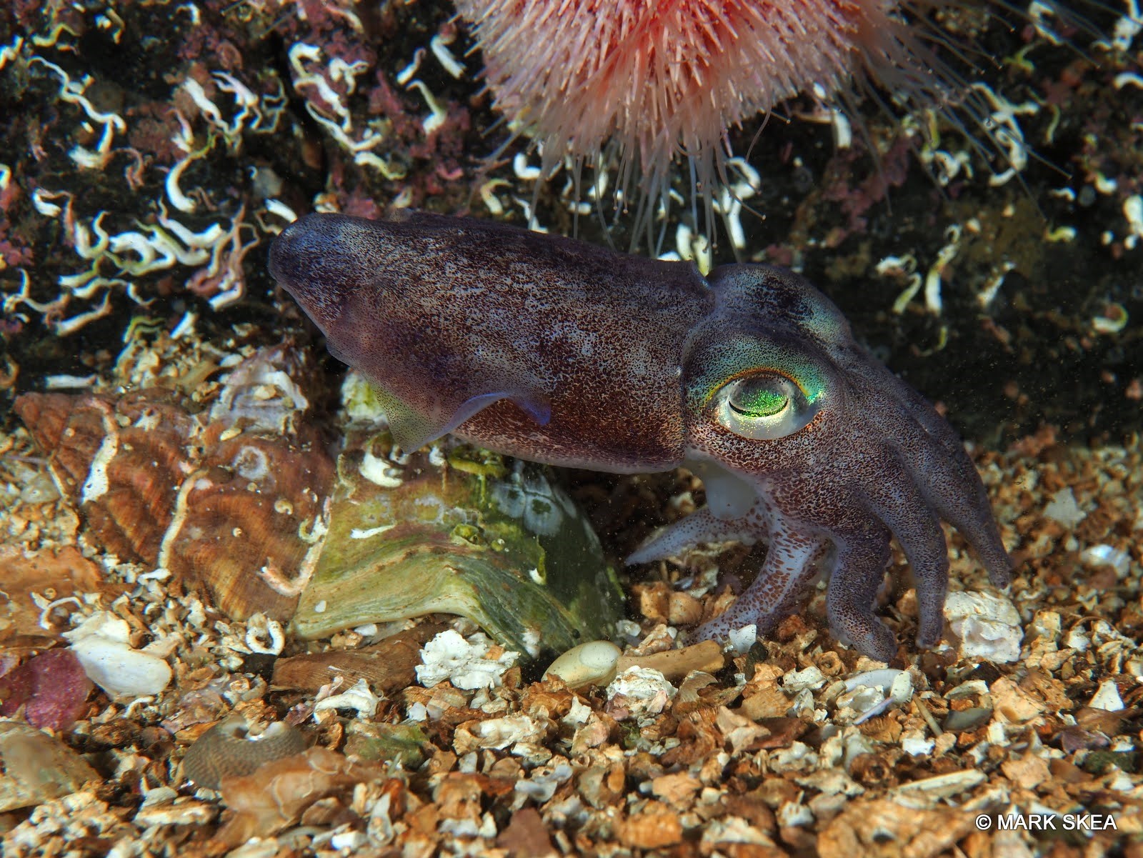 Bobtail squid 2