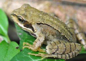 Common frog - Chris Dresh (2)-min