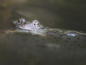 Common frog - Chris Dresh (2)19-min