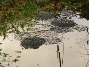 Common frog spawn - Gary Powell (10)12-min