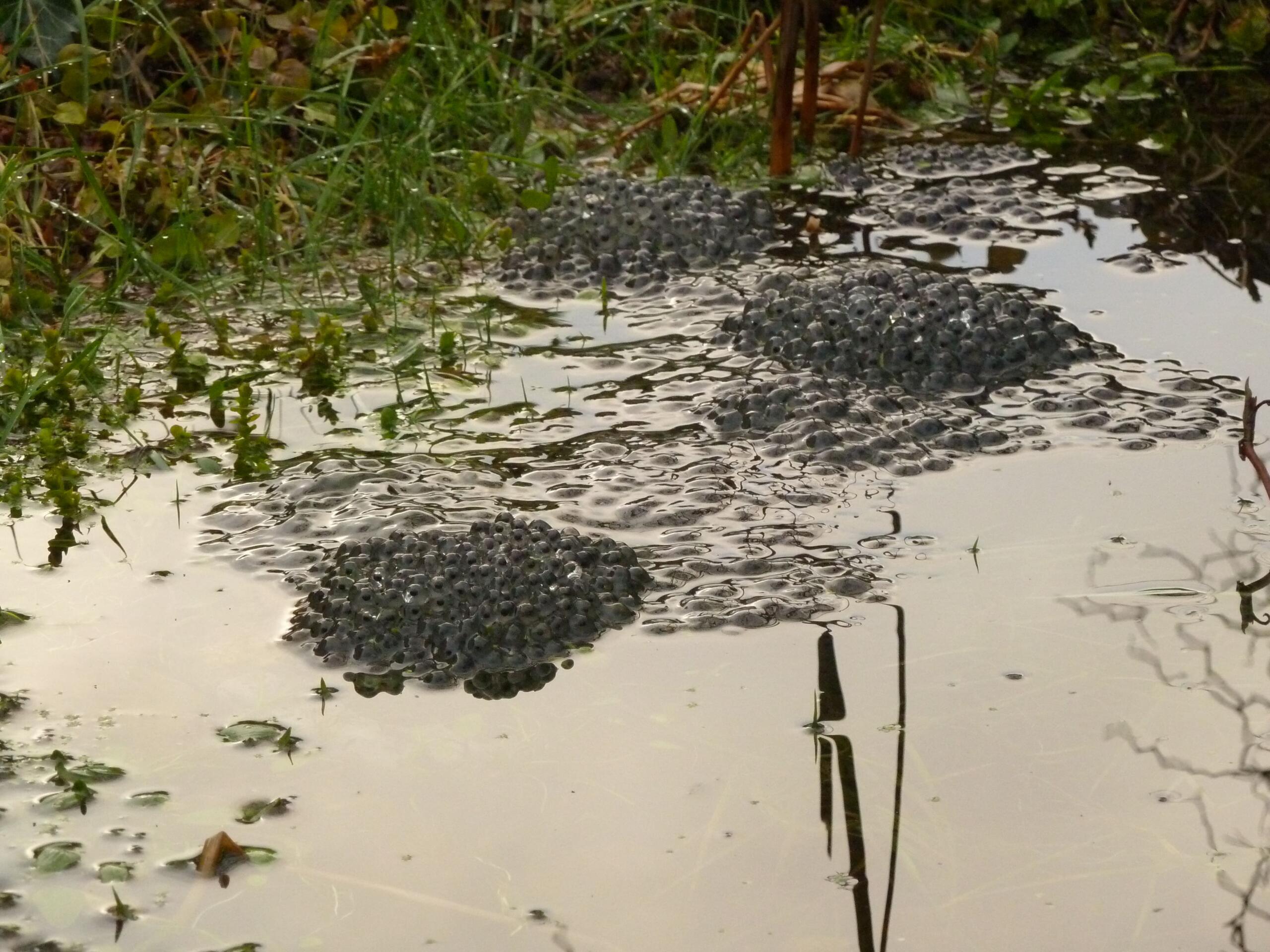 Common frog spawn - Gary Powell (10)12-min
