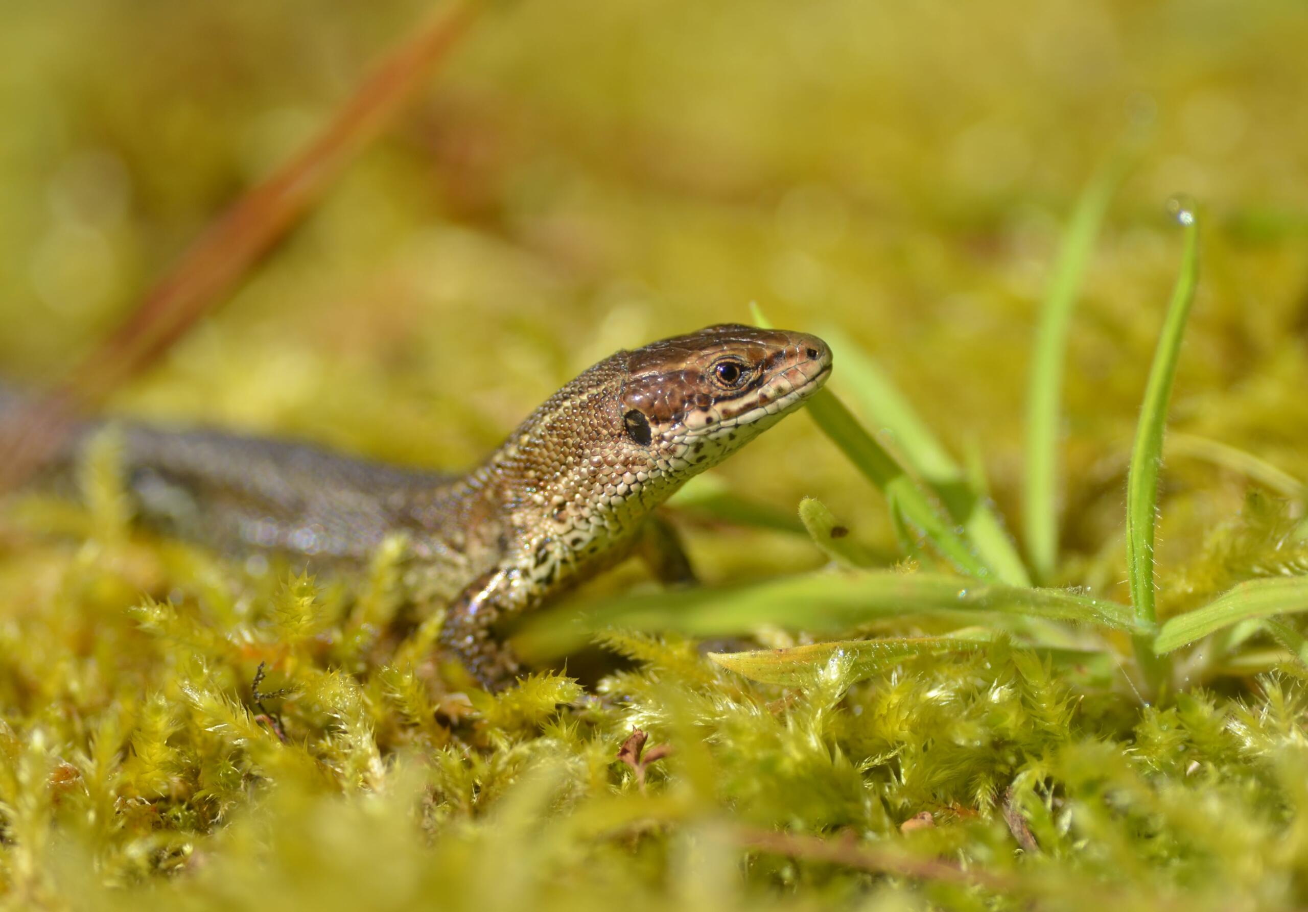 Common lizard - Chris Dresh (1)-min