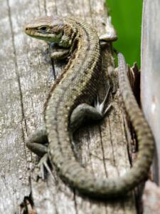 Common lizard - Chris Dresh (27)-min