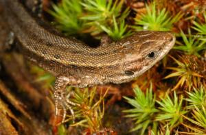 Common lizard - FRED HOLMES (30)-min