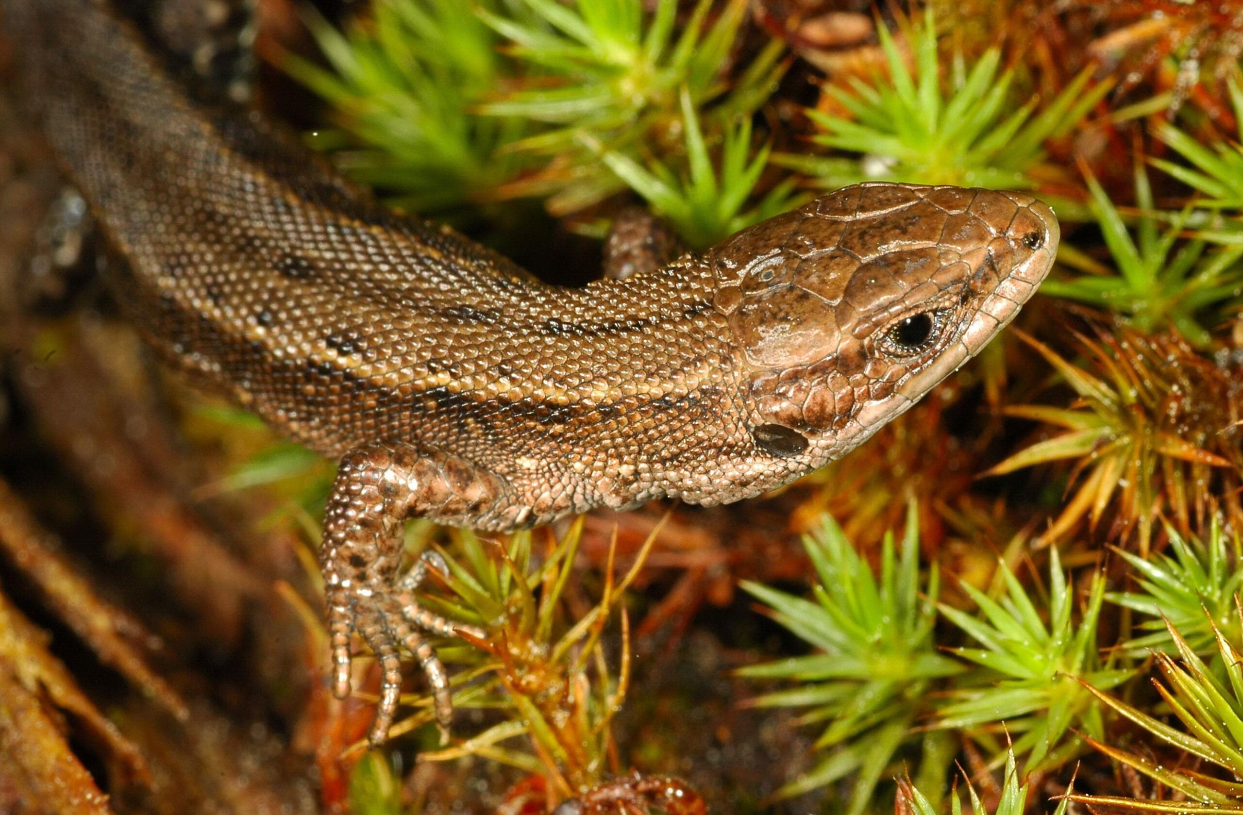 Common lizard - FRED HOLMES (30)-min