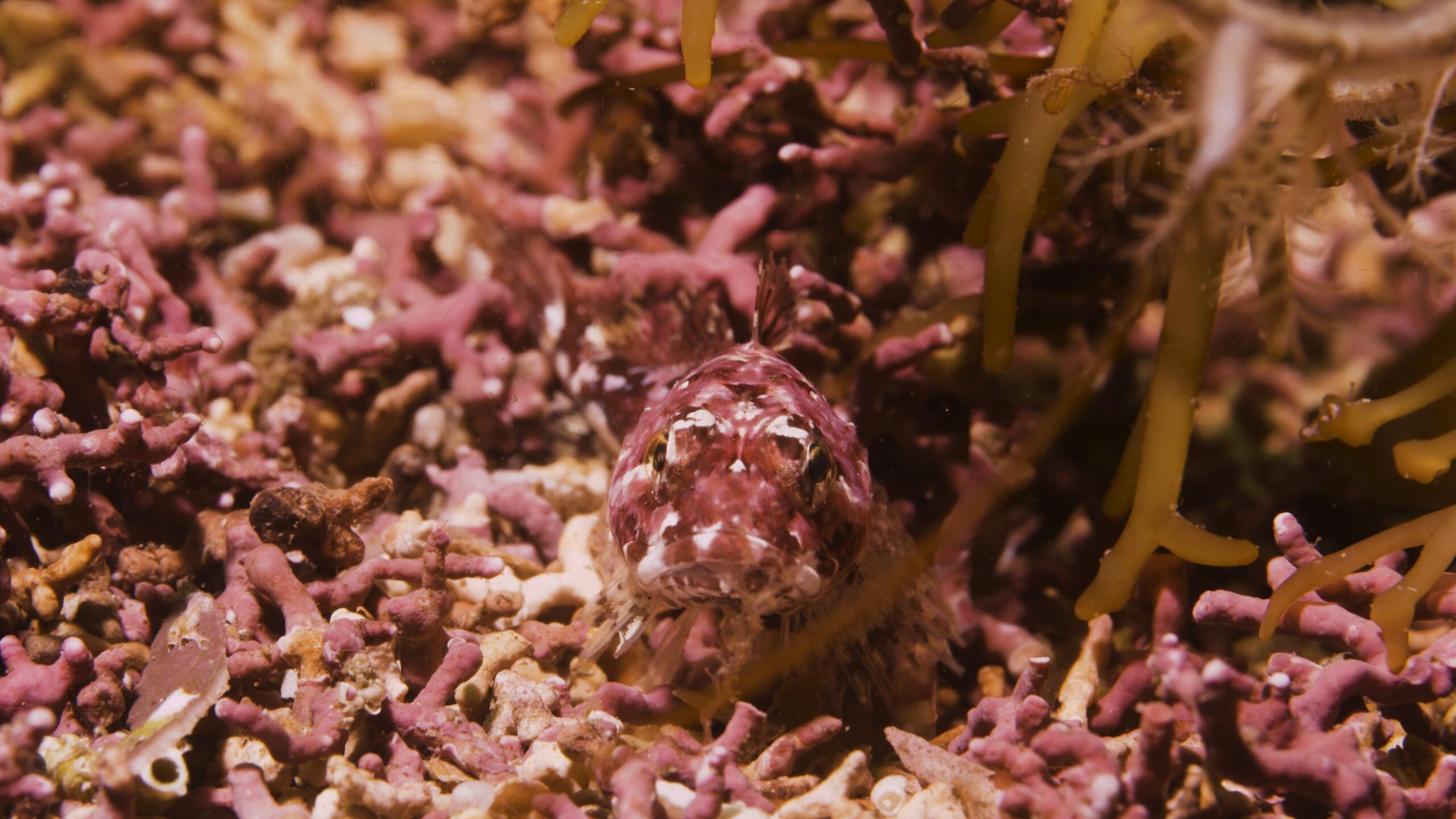 Goby in maerl