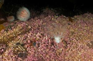 Loch Carron maerl (BHA2)