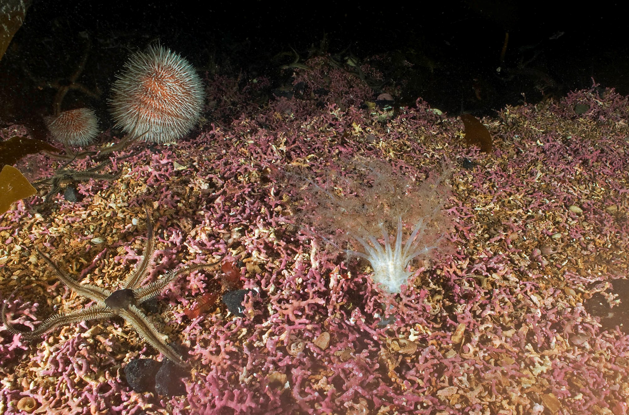 Loch Carron maerl (BHA2)