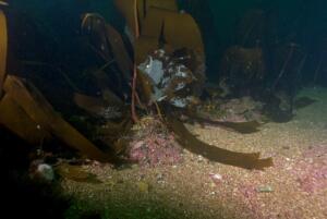 Loch Carron seaweed & maerl (BHA2)