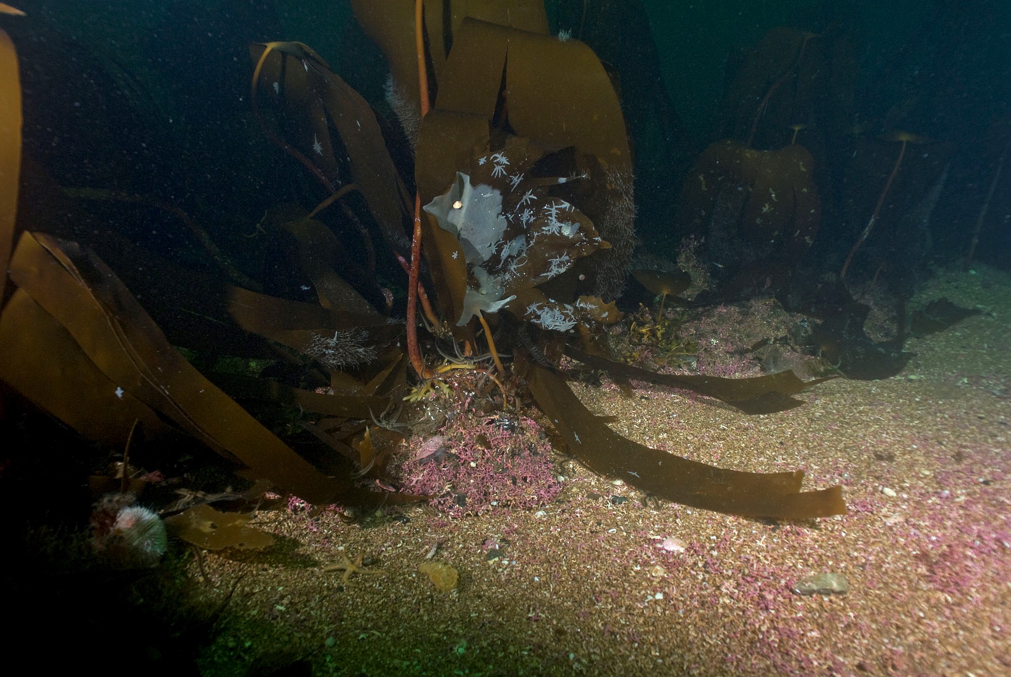 Loch Carron seaweed & maerl (BHA2)