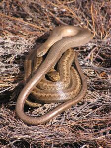 Slow-worm - CHRIS GLEED-OWEN (25)-min