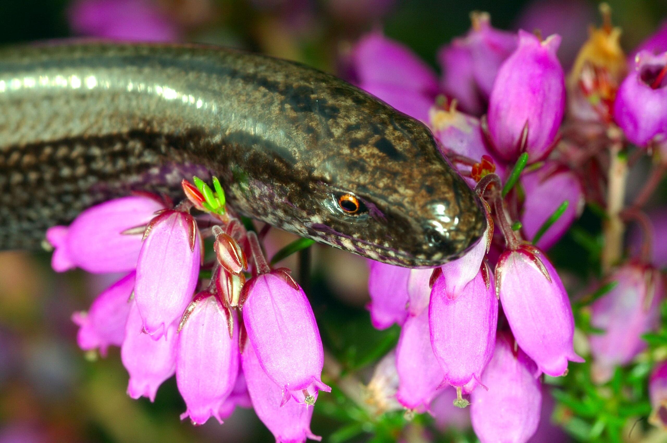 Slow-worm - FRED HOLMES (5)-min