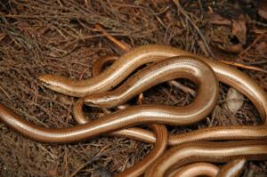 Slow-worm - FRED HOLMES (8)-min
