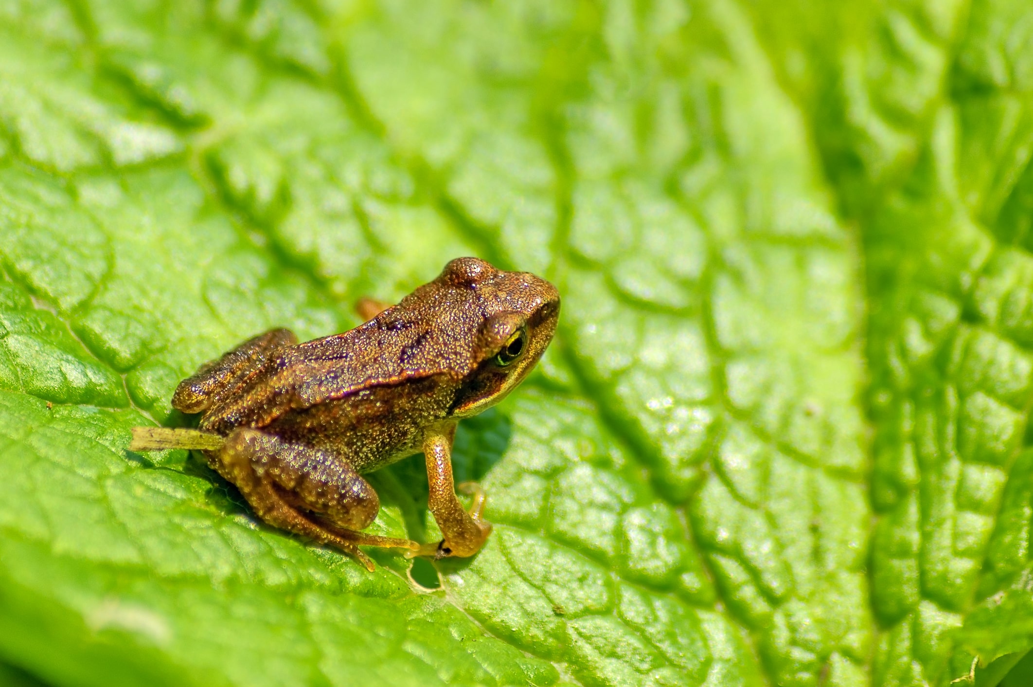 common frog 64685147-min