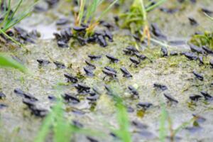 little-frogs-30400170-min