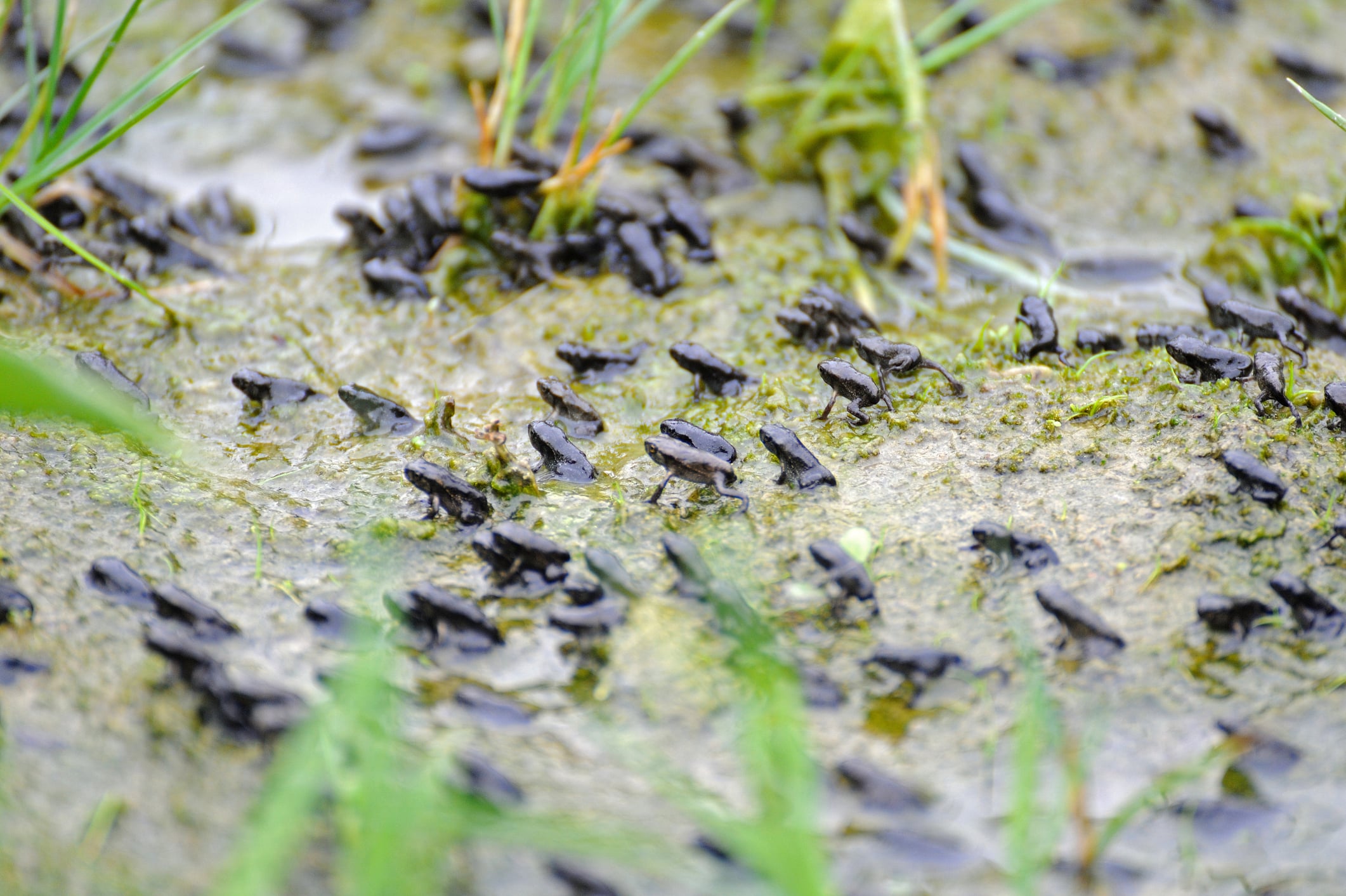 little-frogs-30400170-min