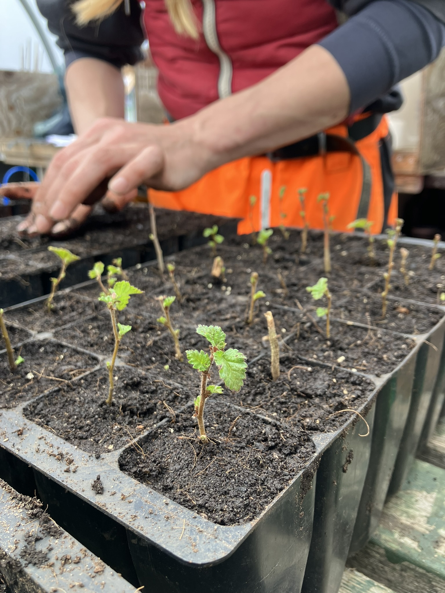 Baby Birch Trees being pricked out March 2025