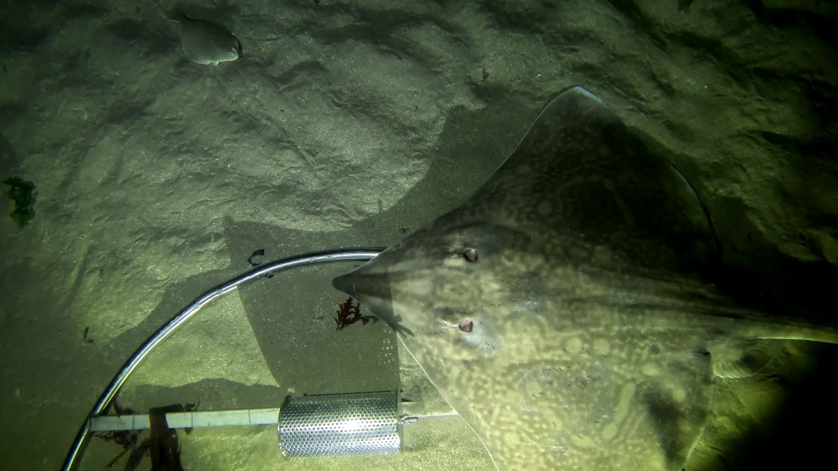 thumbnail_vlcsnap-2024-12-17-22h53m01s618 resize