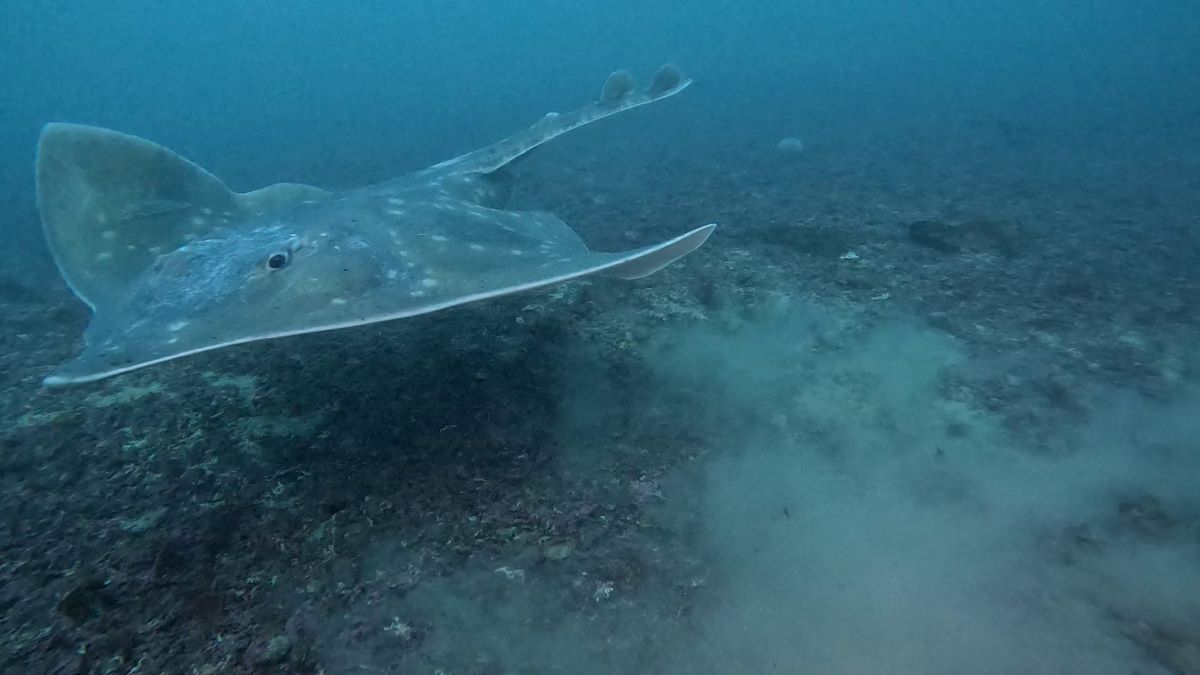 thumbnail_vlcsnap-2024-12-30-15h21m02s952 resize