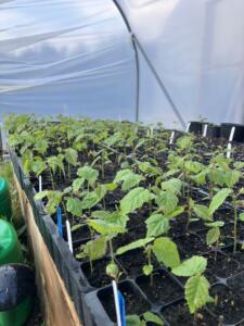 young trees growing in polytunne - Growers Hub