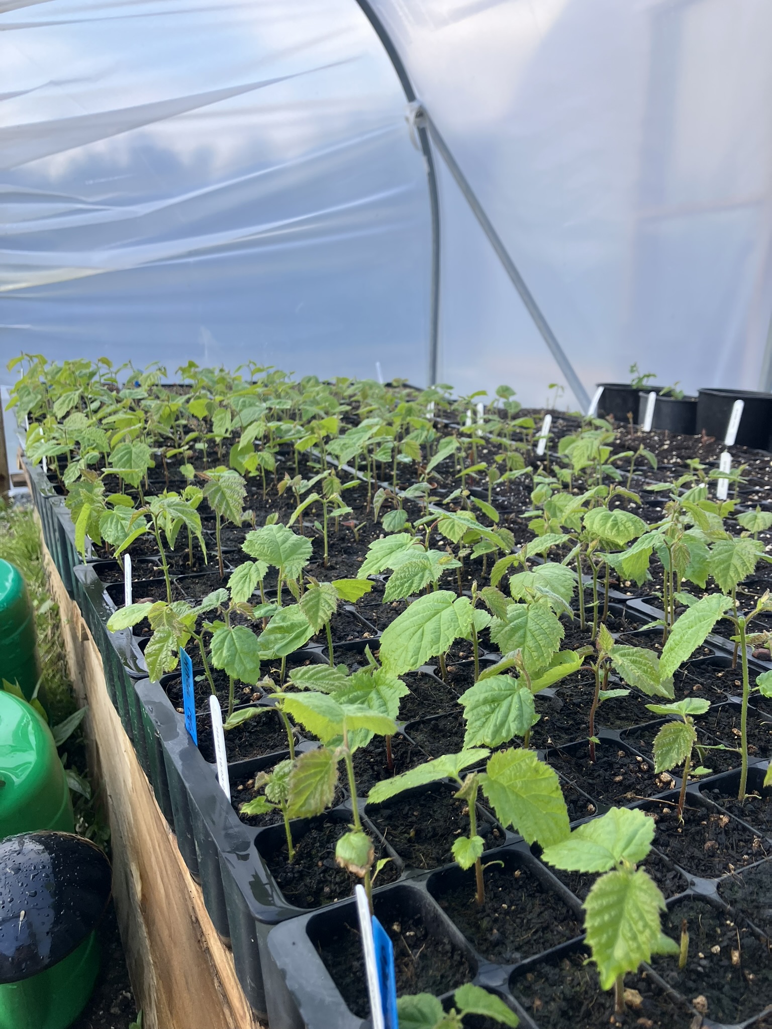 young trees growing in polytunne - Growers Hub