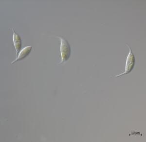 A1_1_Keratococcus-x63-G-min