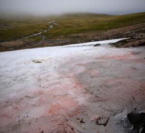 Red snow landscape