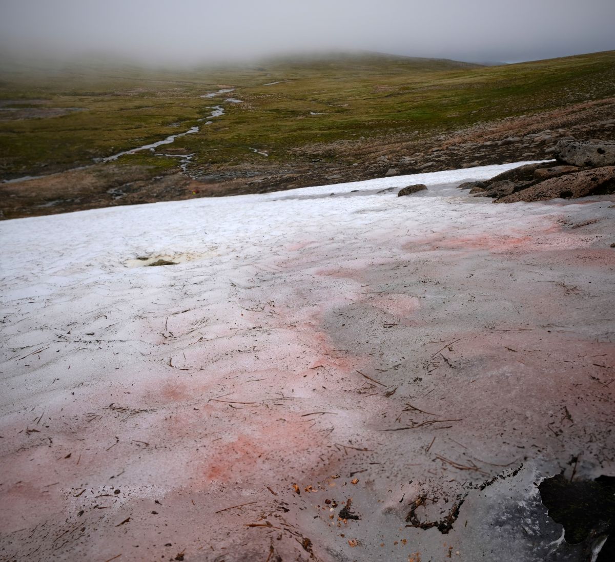 Red snow landscape
