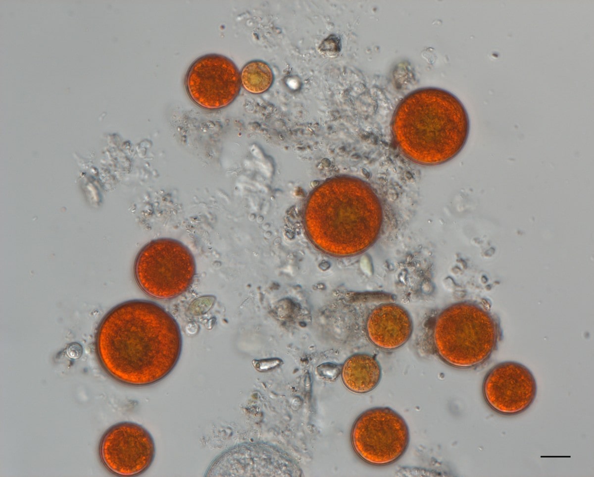 Scot_sanguina resize-min