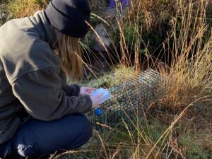 setting mink trap-min