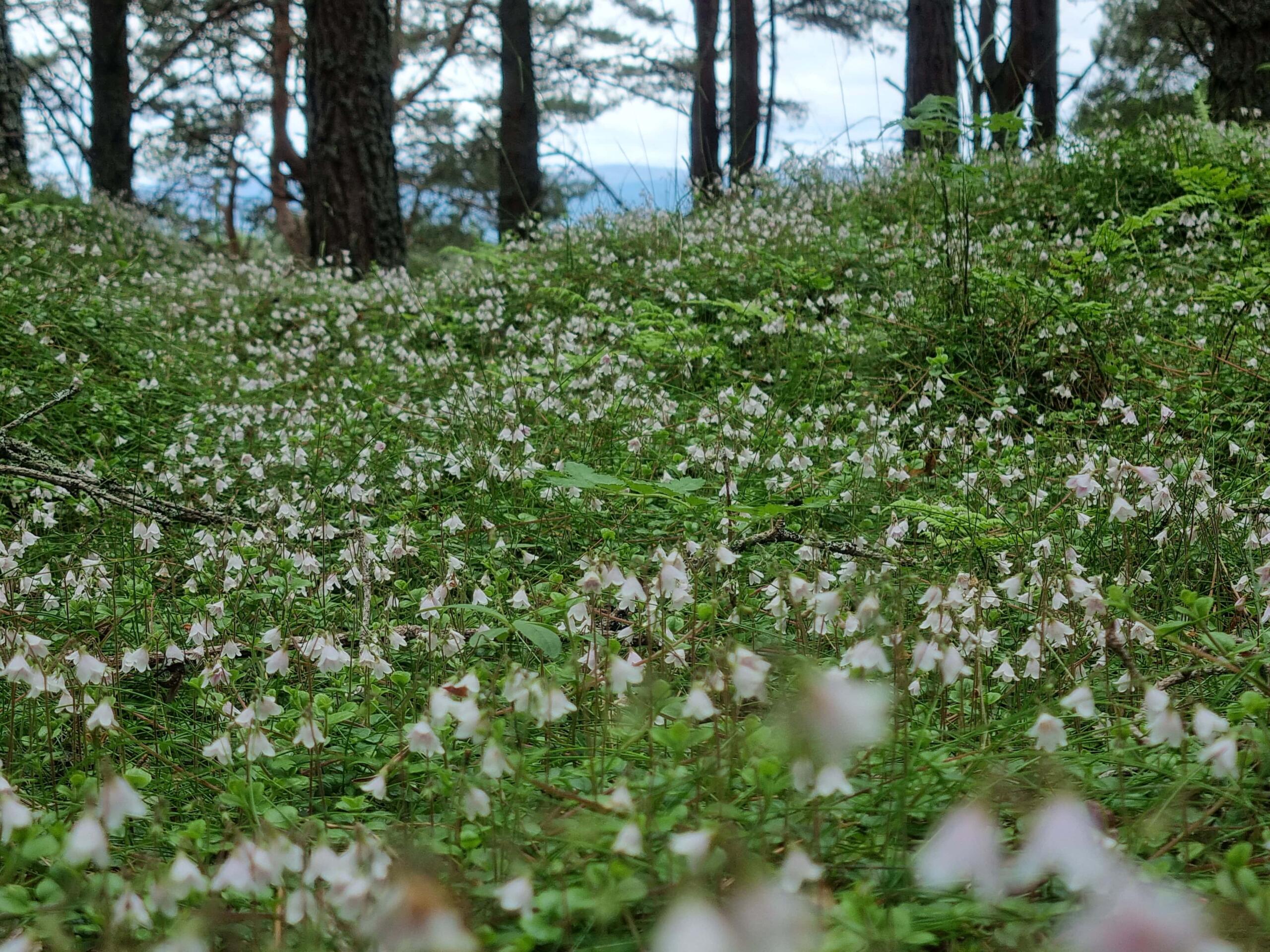 Beautiful Twinflower Patch 8, Nethy Bridge, Jun 25, SJ-min