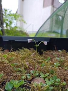 Twinflower Flower Head, September 23, Heather Hall-min