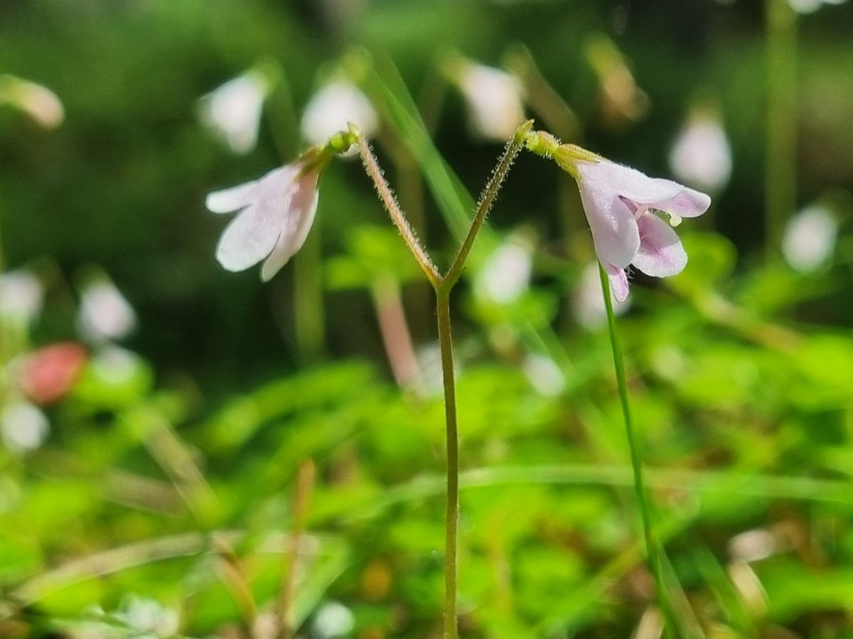 Twinflower Flowering 5, Dell Woods, July 24, SJ-min