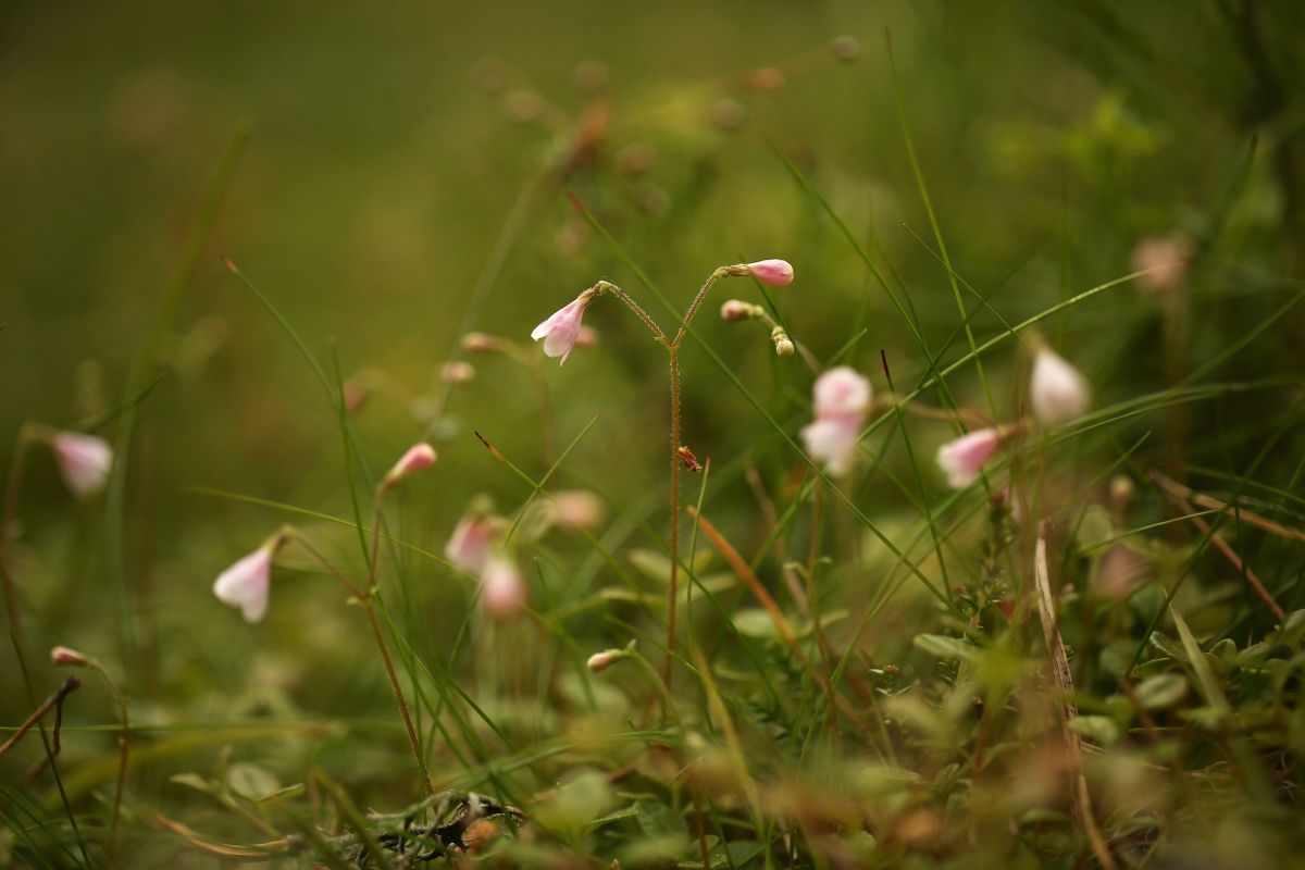 Twinflower, Old Grantown Wood, Cairngorms 6 (C) Keilidh Ewan-min