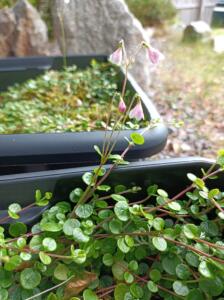Twinflower, September 23, Heather Hall-min