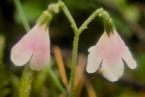 Twinflower close-up 2, Drumin Wood, 17.6.24, Mark Johnston-min