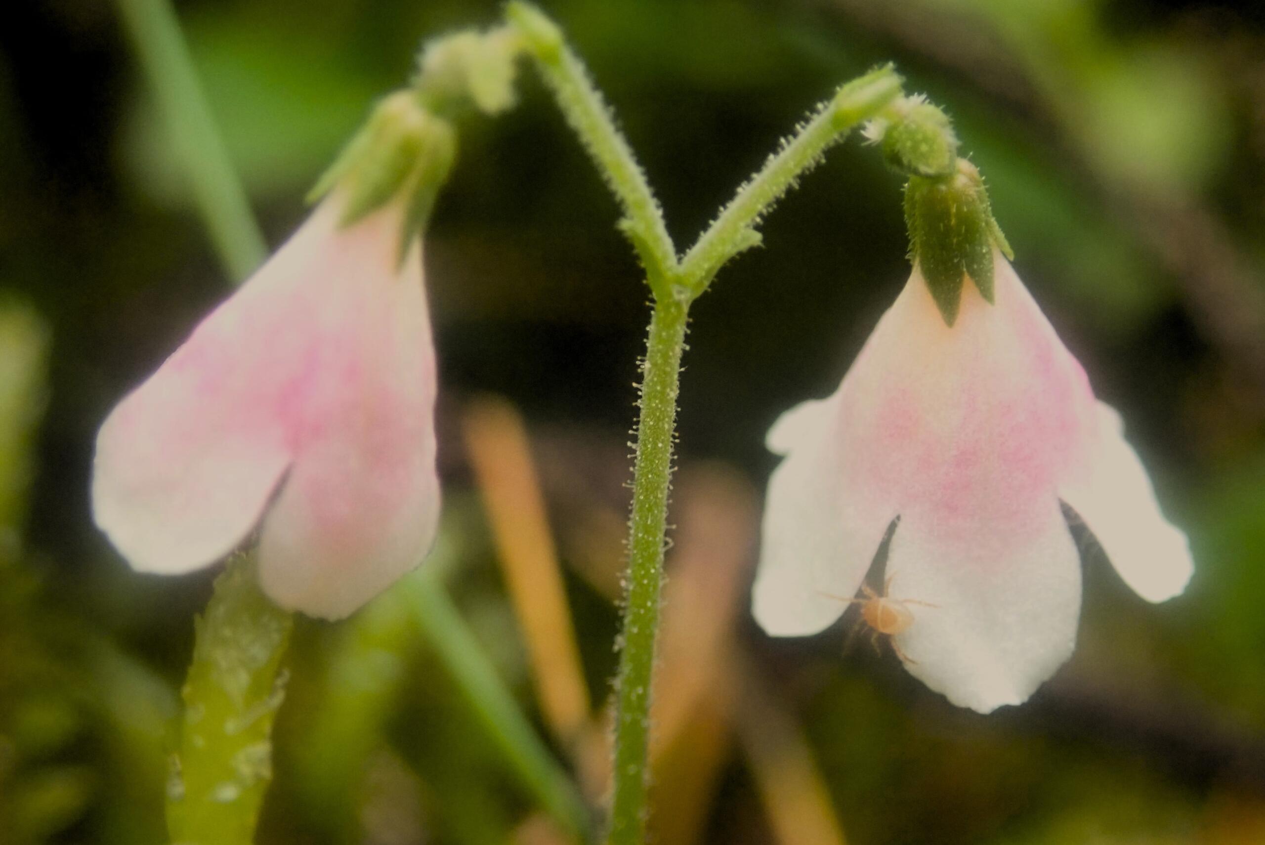 Twinflower close-up 2, Drumin Wood, 17.6.24, Mark Johnston-min