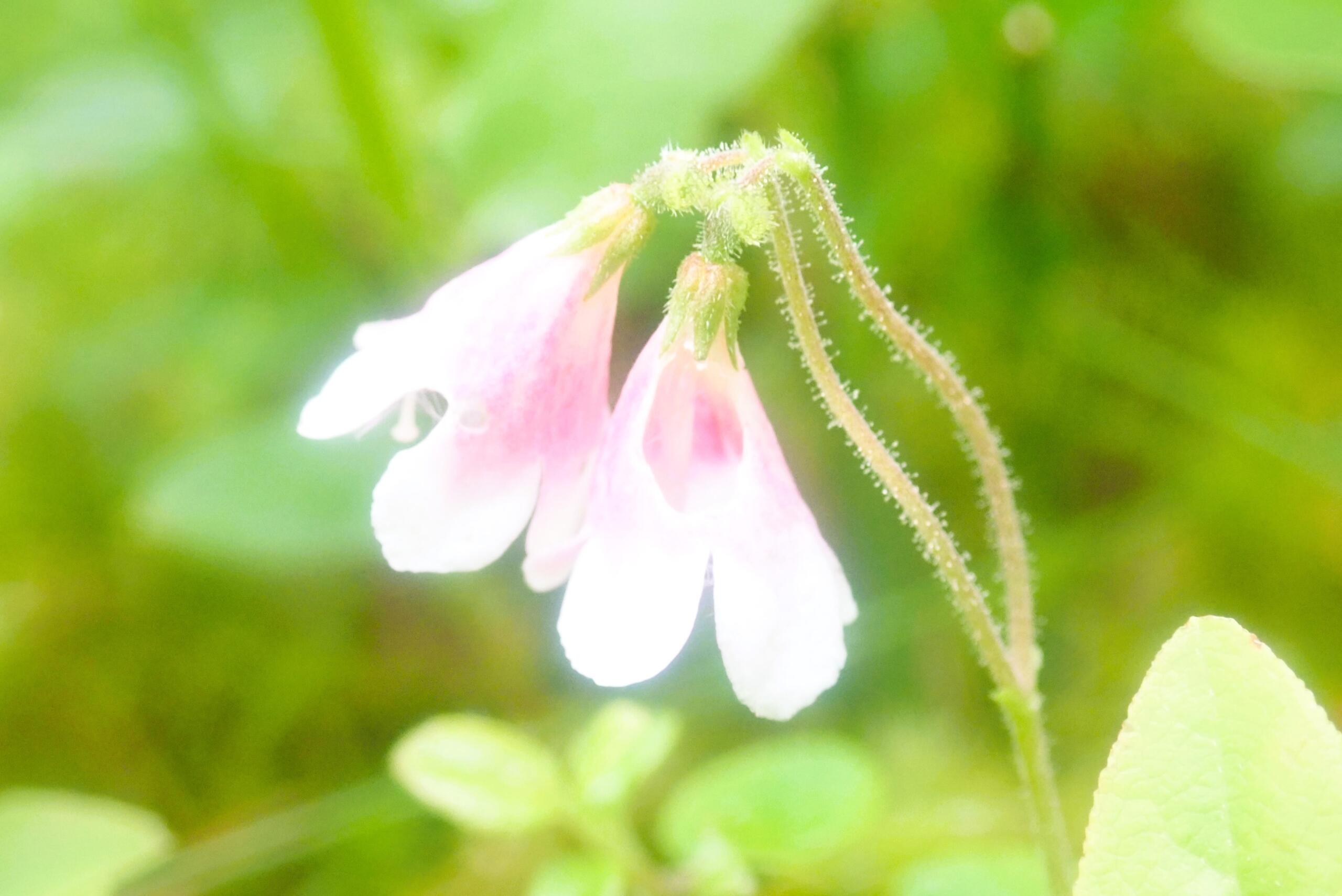 Twinflower close-up, Drumin Wood, 17.6.24, Mark Johnston-min