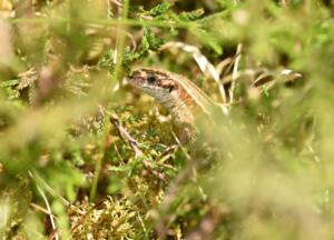 Common Lizard (c) Genevieve Tompkins