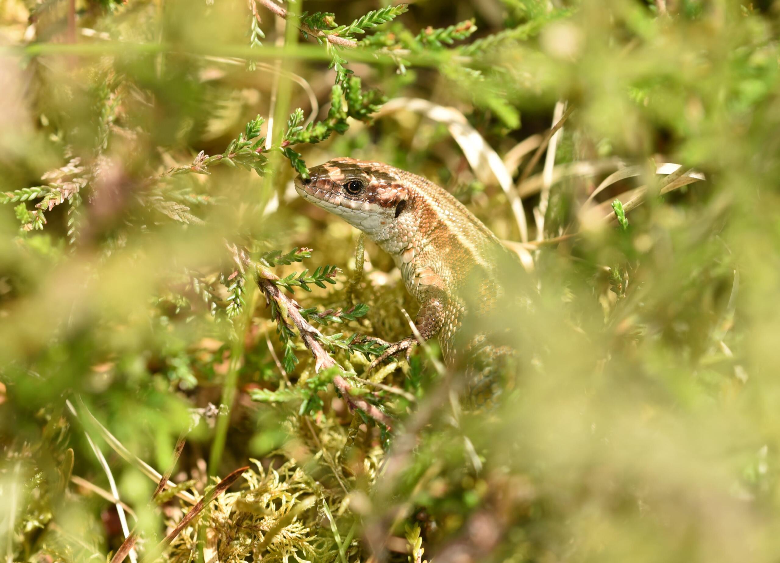 Common Lizard (c) Genevieve Tompkins
