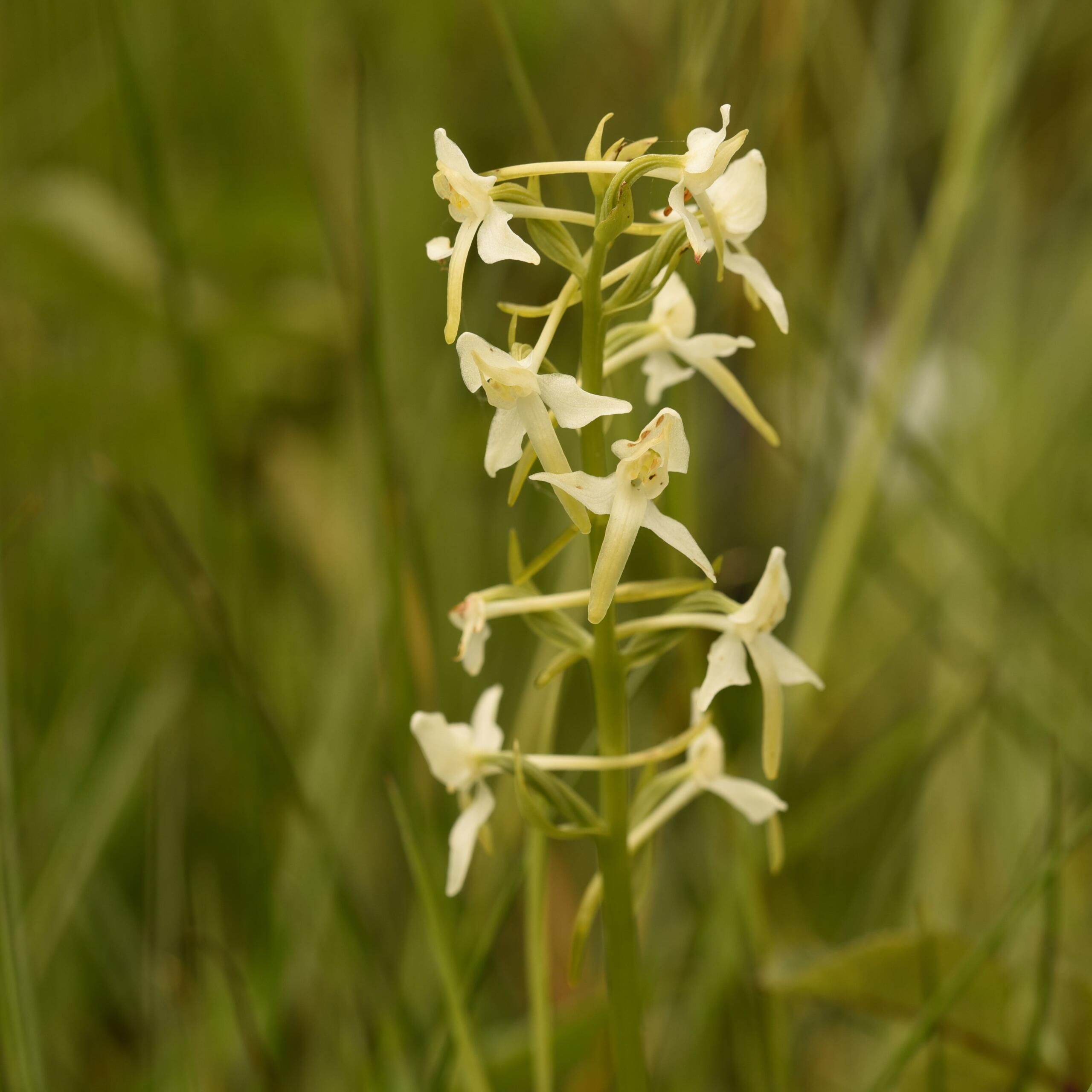 Lesser Butterfly Orchid on fen (c) Genevieve Tompkins